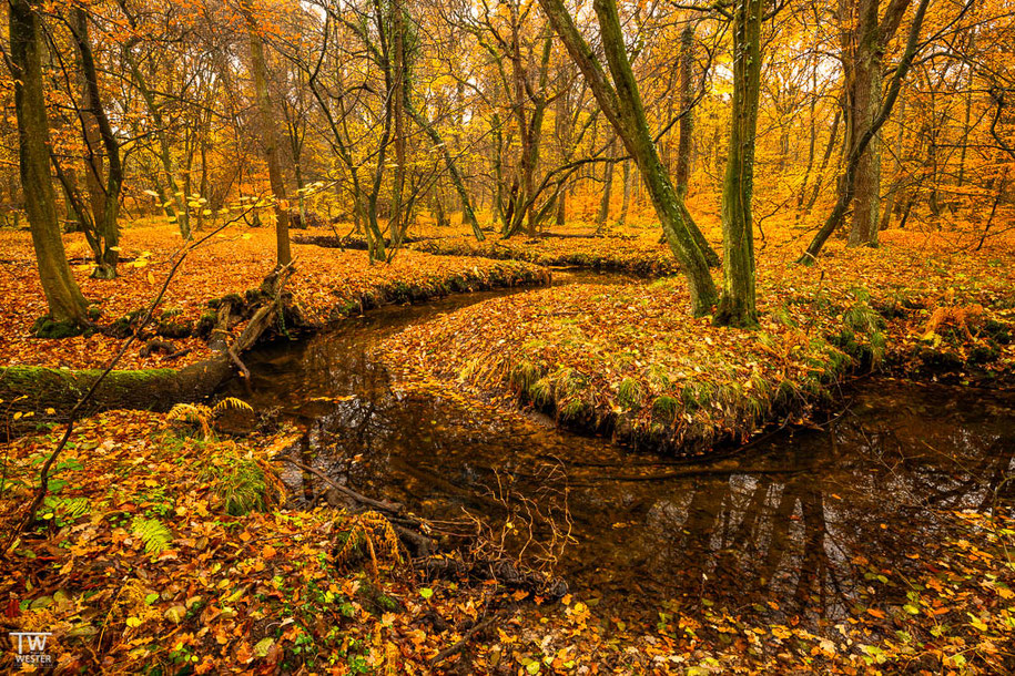 Am nächsten Morgen ging es im Ruhrgebiet weiter. Der natürliche Bachverlauf erstreckte sich über einige Kilometer und der gesamte Wald war sehr naturbelassen… (B1500)