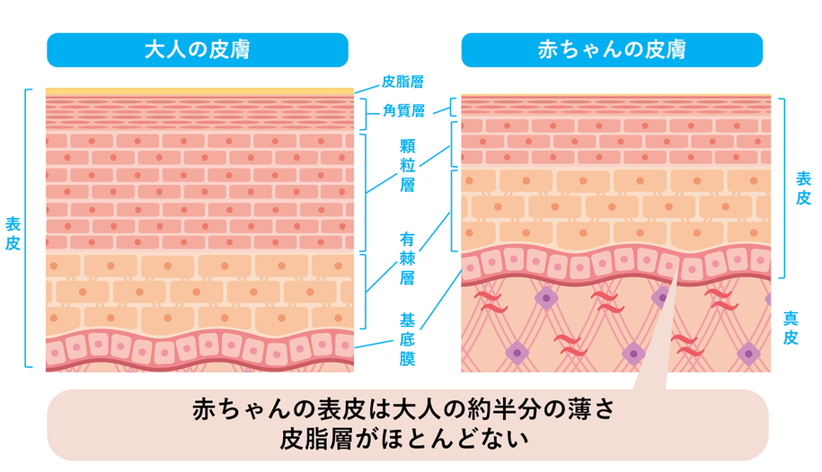 皮膚,赤ちゃん,大人