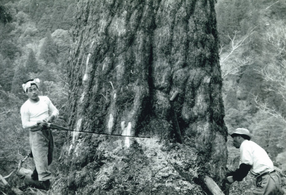 樹齢520年の栂（つが）の伐採（写真左が山田さん）