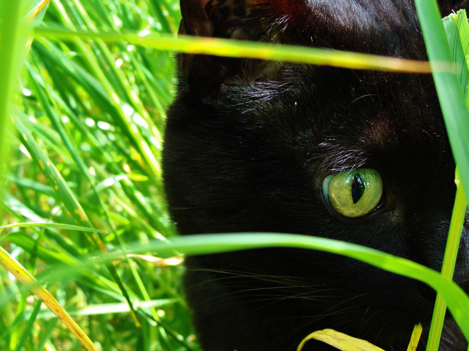 Chat noir / Black cat / Merlin / Photos de Crystal Jones