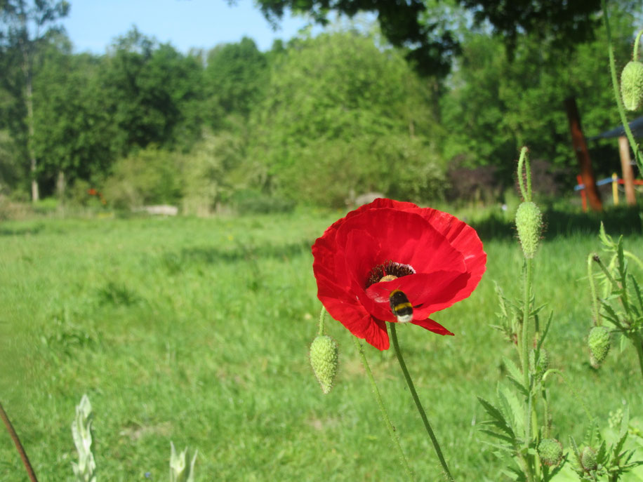 Hummel am Mohn