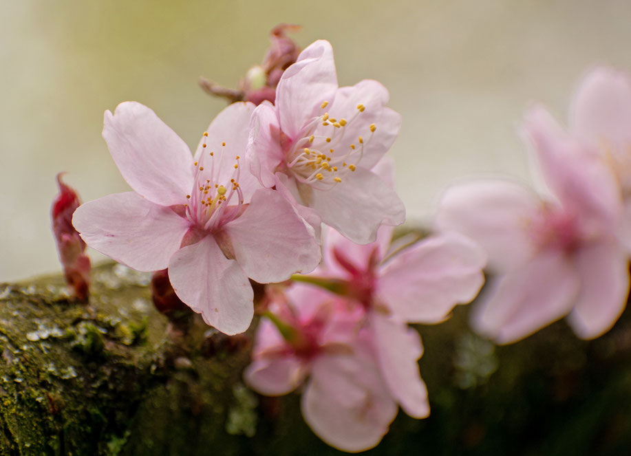 Frühling, Blütenpracht im Stadtpark, Bottrop, rosa Blüten