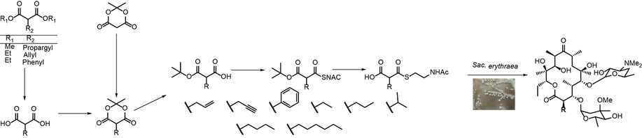 Polyketide Derivatization Extender Units Malonate Precursor directed biosynthesis mutsynthesis Erythromycin - Schulz Laboratory Ruhr-Universität Bochum