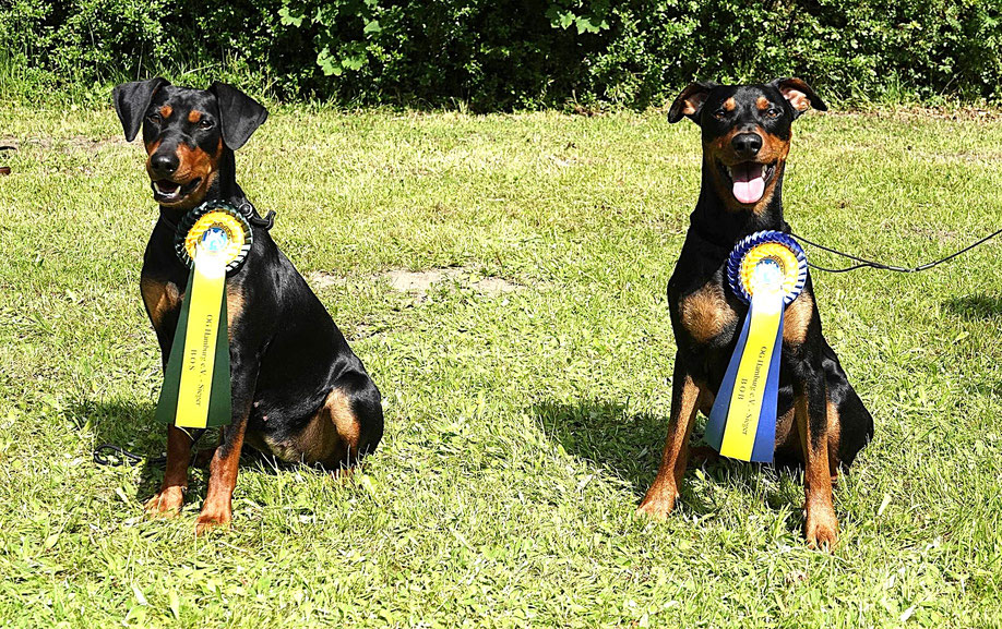 welpen, ausstellung , zucht, züchter, zwergpinscher, deutscher pinscher, hamburg, niedersachsen