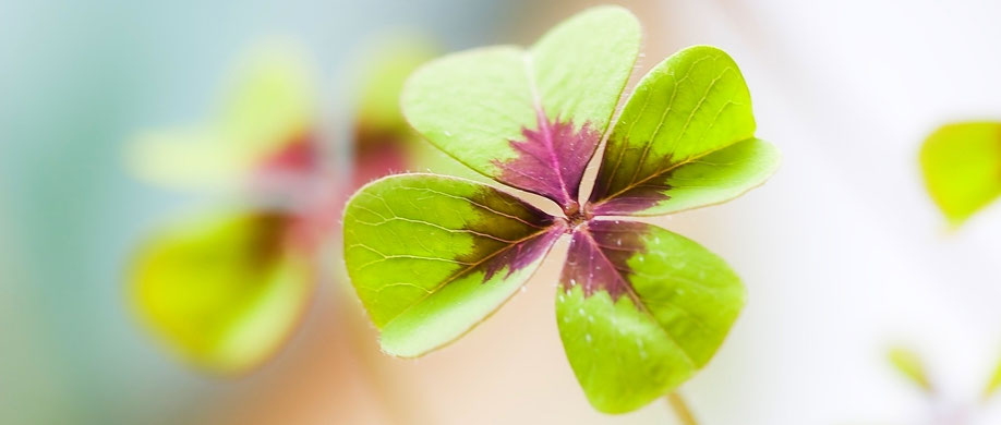  Kleeblatt, Glück, Wünsche, Erfüllung