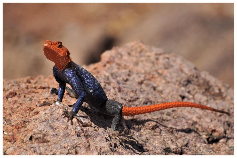 Les animaux de Namibie Guide Namibie — free download