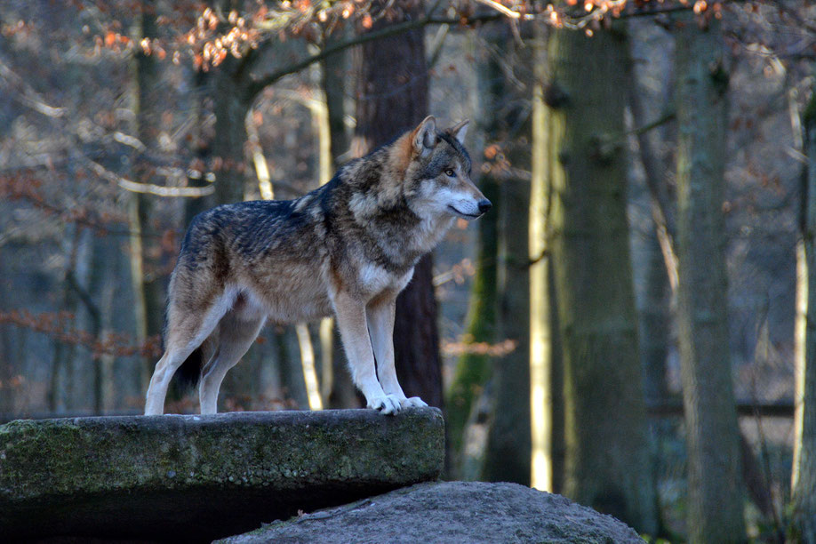 Ein Wolf im Wildpark Alte Fasanerie Klein-Auheim (Foto: Andrea Kammer)