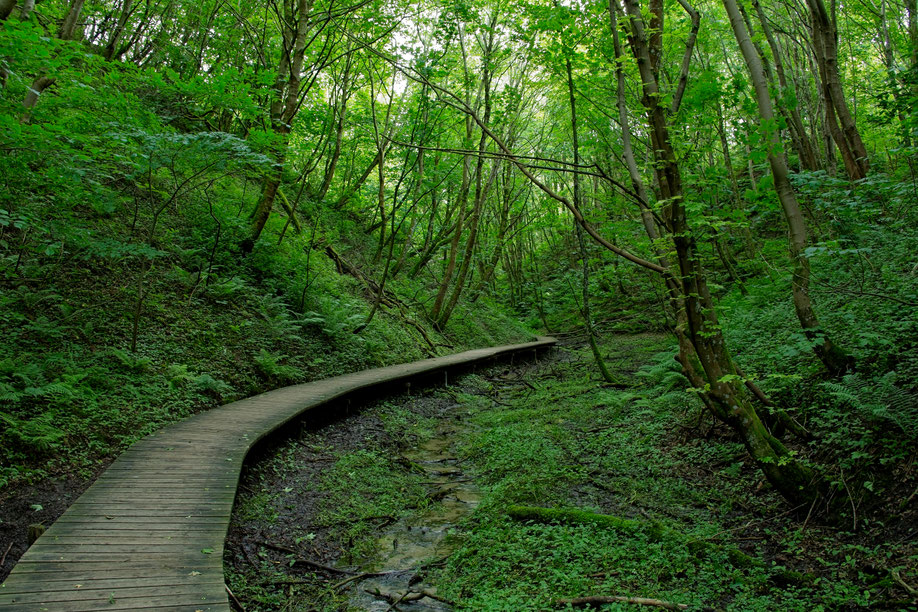 Das ist der  Weg