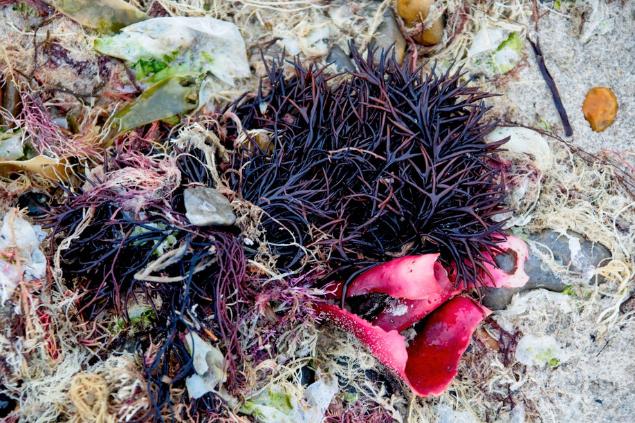 Aus dem Meer (Jammerbucht, Dänemark)
