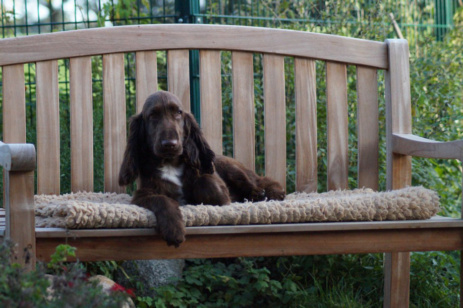 "Prince Arthur vom Belauer See At Nadavin", 15 weeks old, Photo: Ulf F. Baumann