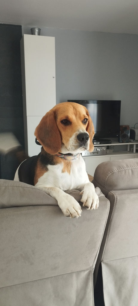 Voici Edgar, petit beagle arrivé le 24 juillet 2023 dans notre famille 