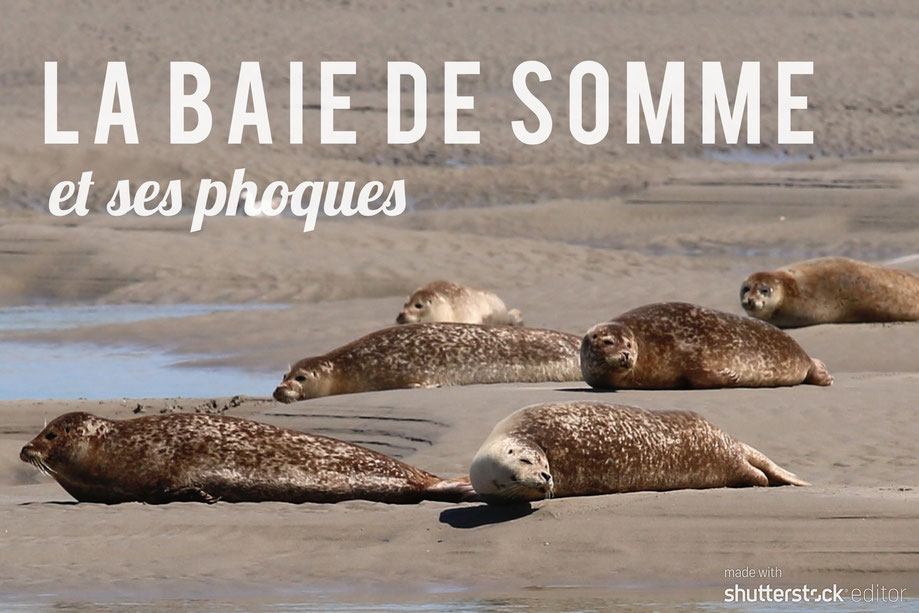 Baie de Somme, phoques