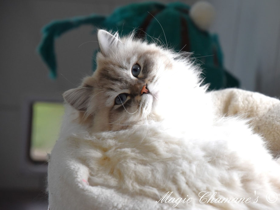 chaton sibérien neva masquerade