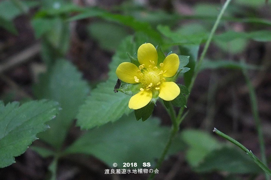 渡良瀬遊水地に生育しているヤブヘビイチゴの全体画像と説明文書