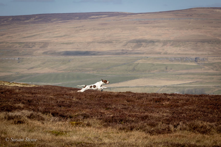 It's a Pointer! 