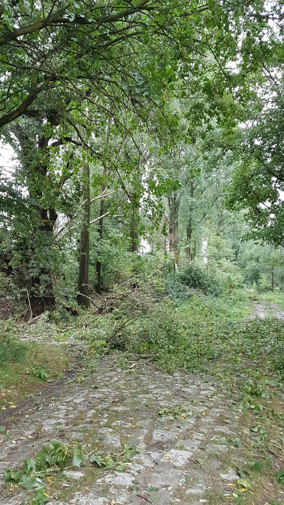 Ein begrünter Weg.