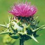 Carduus marianus / Silybum marianum - Mariendistel - bei Leber-Galle-Erkrankungen, enthalten in metahepat Inj.,  metaheptachol®N und metamarianum®B12 N