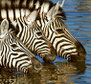 Frauen Zebras