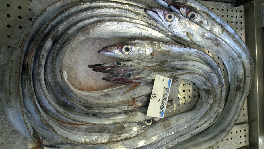 Degenfisch,Esparda,Fisch,Peixe,Fish,Martins-Kulinarium,Carvoeiro,Algarve,Portugal