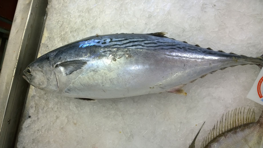 Bonito,Fisch,Peixe,Fish,Martins-Kulinarium,Carvoeiro,Algarve,Portugal
