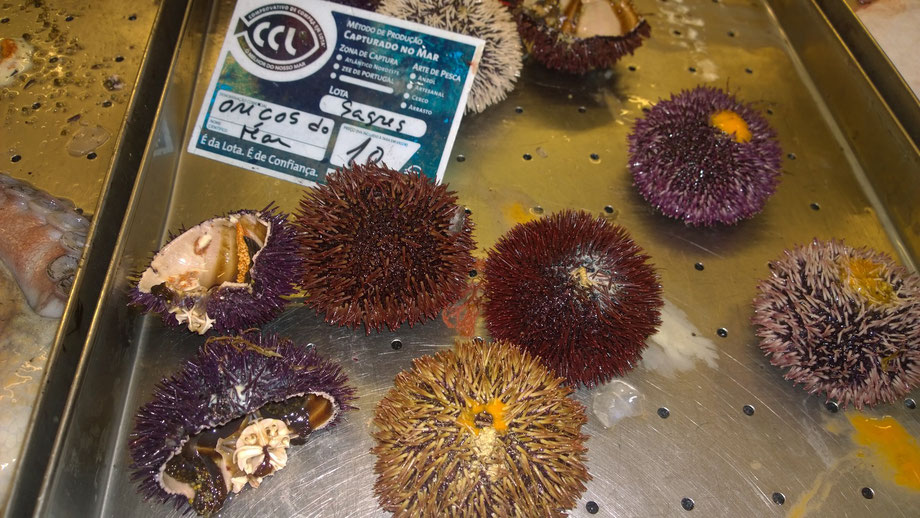 Seeigel,Oricos de Mar,Sea urchins,Fisch,Peixe,Fish,Martins-Kulinarium,Carvoeiro,Algarve,Portugal