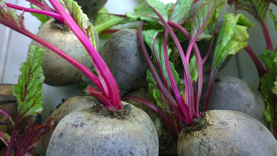 Rote Bete,Raiz de Beterraba,Beetroot,Gemüse,Legumes,Vegetables,Martins-Kulinarium,Carvoeiro,Algarve,Portugal