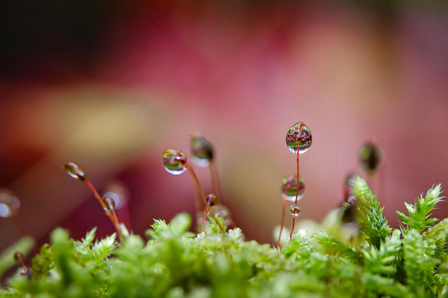 Foto: Pixabay