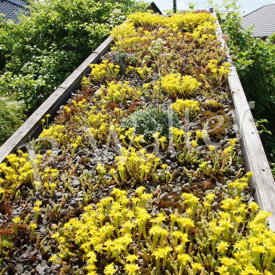 Bild: Dachbepflanzung, Mauerpfeffer, Sedum, Sempervivum, Steinbrech, Saxifraga