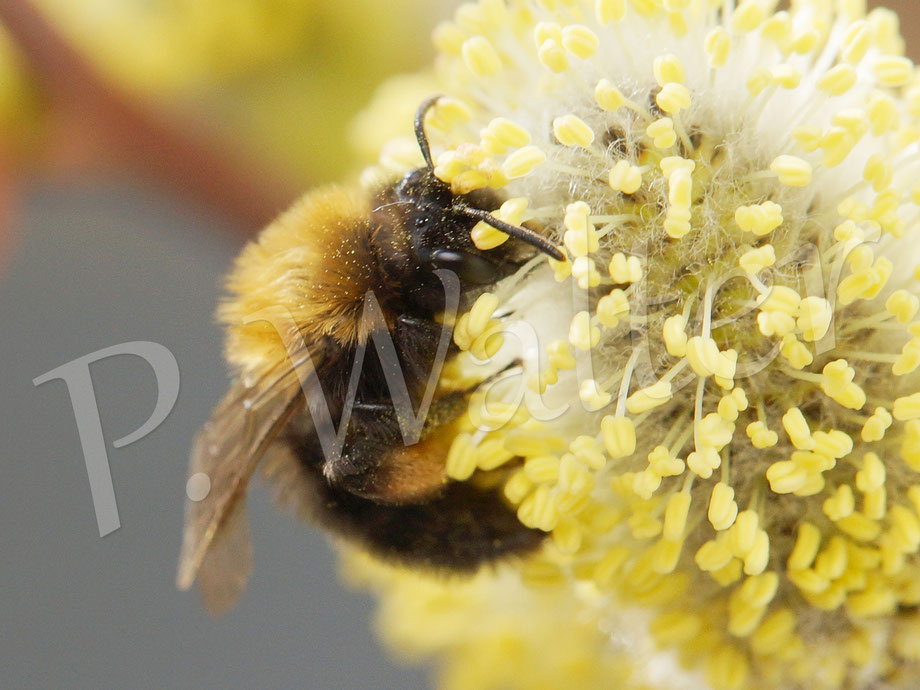 23.03.2015 : Weibchen der Rotbeinigen Lockensandbiene, Andrena clarkella, an Weideblüten