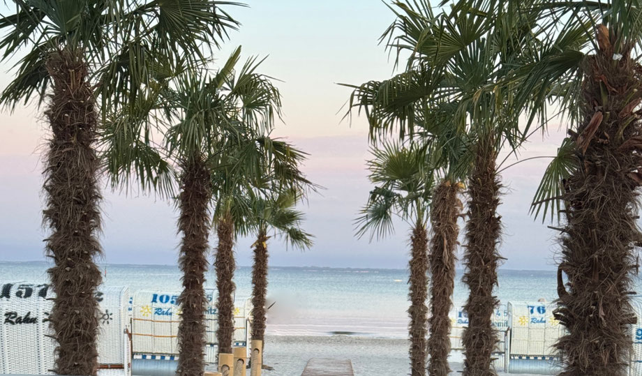 Ein Holzsteg führt durch eine Reihe tropischer Palmen direkt zum Meer – doch im Hintergrund warten keine Kokospalmen, sondern Strandkörbe. Künstliches Südsee-Flair trifft auf echte Ostsee-Realität in der Lübecker Bucht.