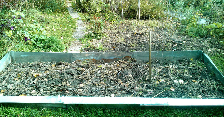 Experimentier-Beet mit angerottetem Beinwell als Mulch. Beinwell ist auf Grund seiner Inhaltsstoffe ein wertvoller Dünger. 