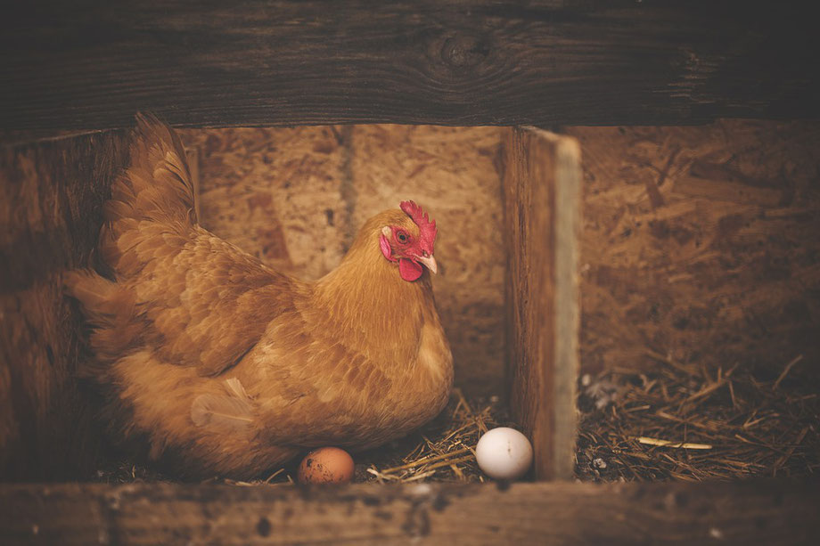 La poule aux œufs d'or!