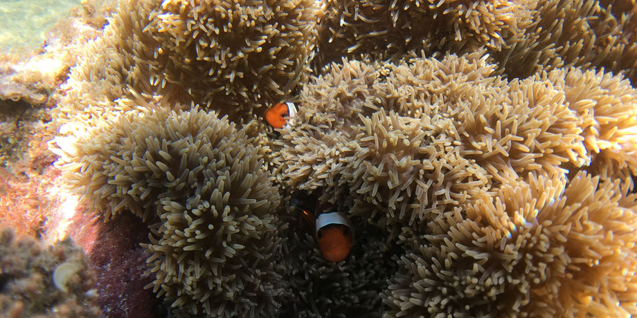 星砂の浜/カクレクマノミ