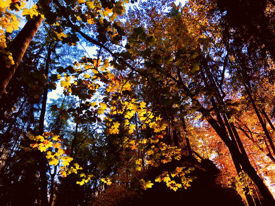 Herbststimmung im Amselgrund (Sächsische Schweiz) - Foto: Klaus Henneff