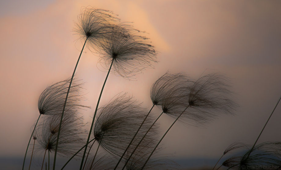 Papyrus in einer mystischen Abendstimmung. Fotografiert von Martin Bucher Lake Naivasha, Kenia
