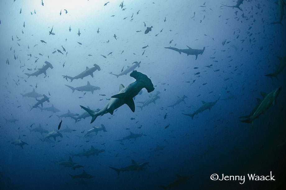  Hundreds of hammerhead sharks - fotos de tiburones