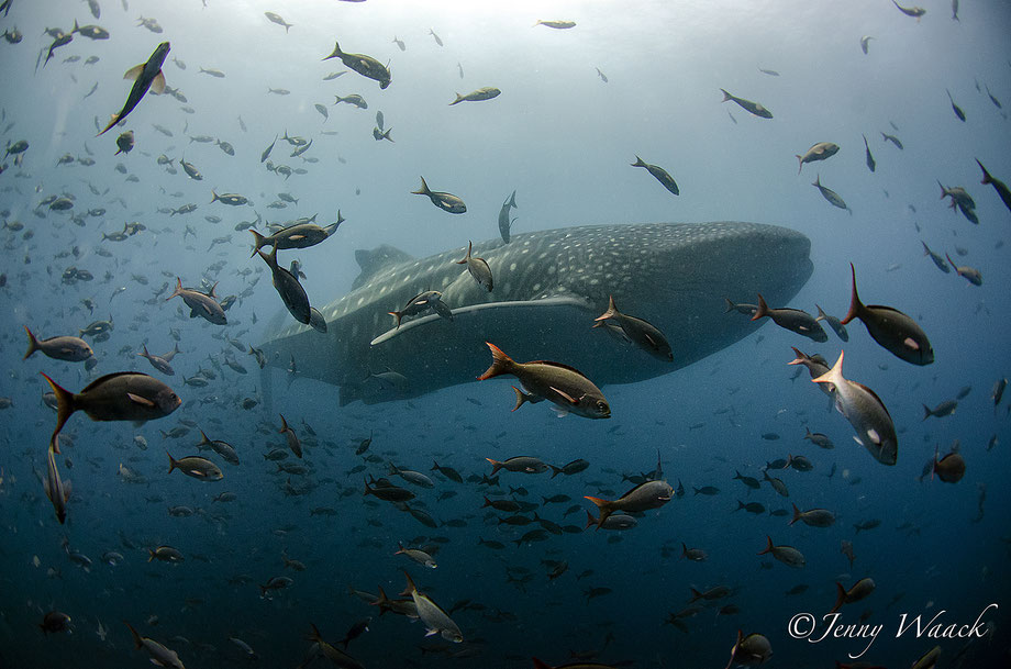 A Whale Shark Swimming through an ocean with many fish swimming around it in the Galapagos Islands