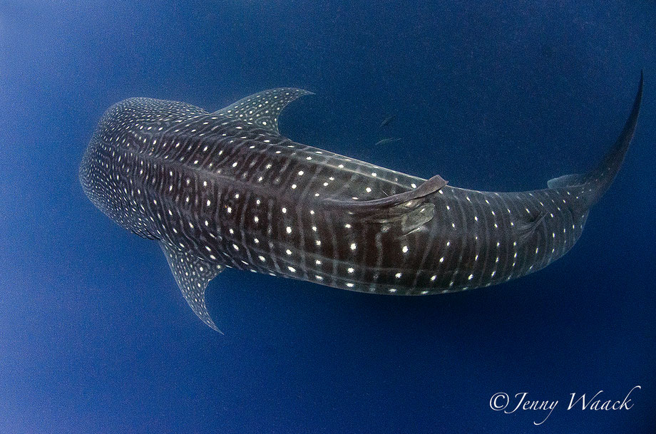 Large Whale Shark Swimming in the Galapagos Islands: Photo taken from above 