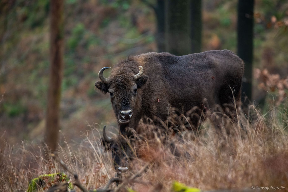 European bison, Germany