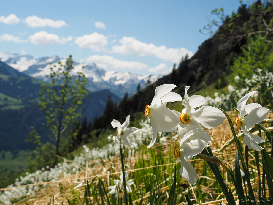 poet's daffodil in the Swiss alps