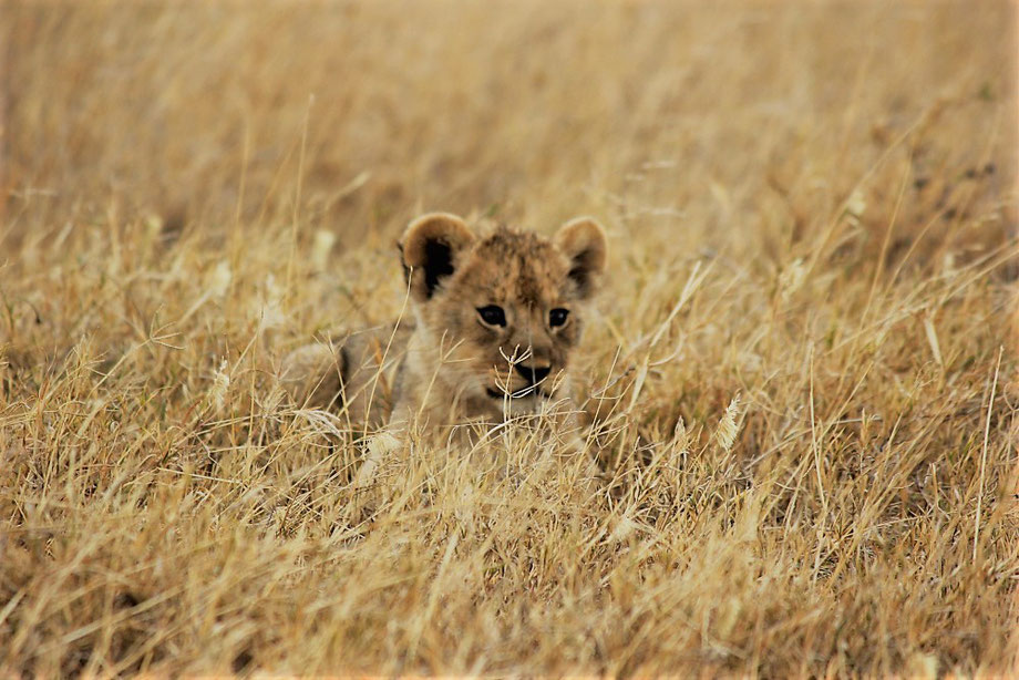 Serengeti Safari Adventure with Kilimanjaro Company