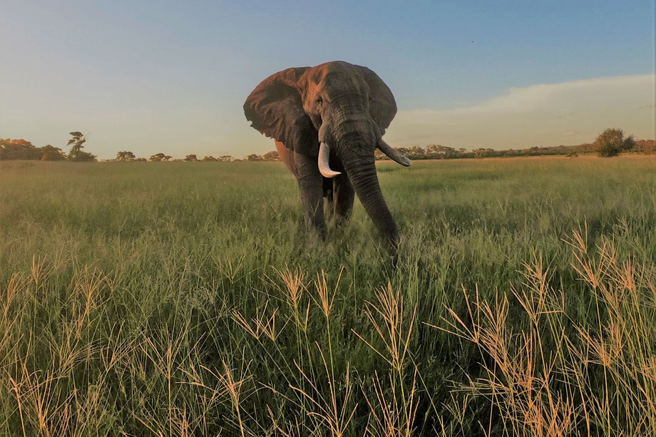 Combine Kilimanjaro with Safari