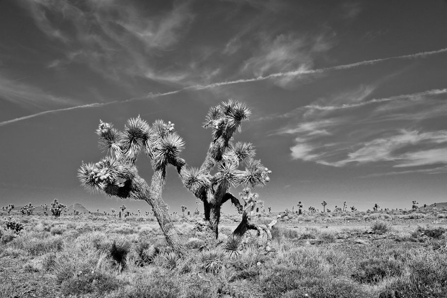 paolo baraldi photographer journey