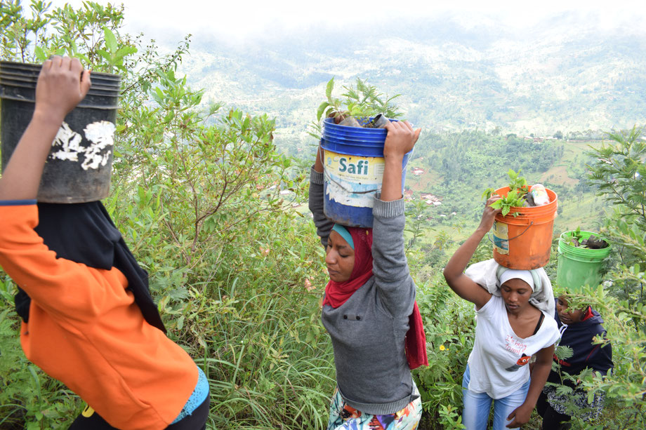 women from Friends of usambara carrying tree seedlings to save the african forest