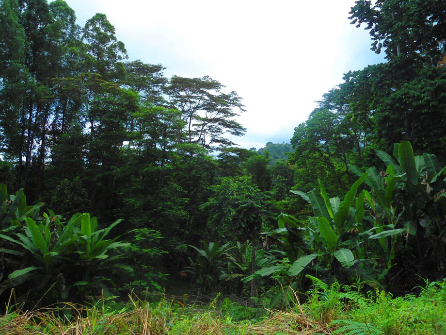 Végétation dense de Sao Tomé