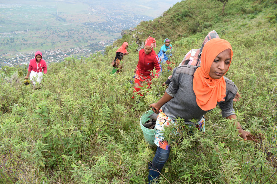 women in the Usambara mountains: a project for the African forest