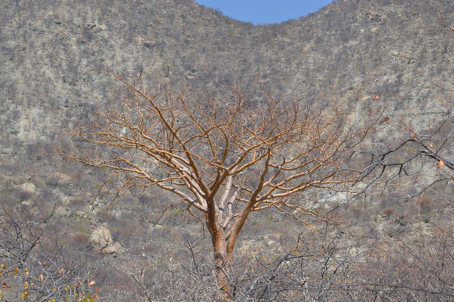 Ochre coloured Corkwood