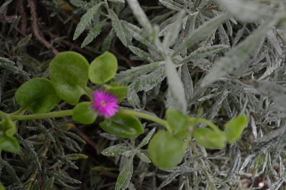 Baby Sunrose heartleaf ice plant (Aptenia cordifolia)