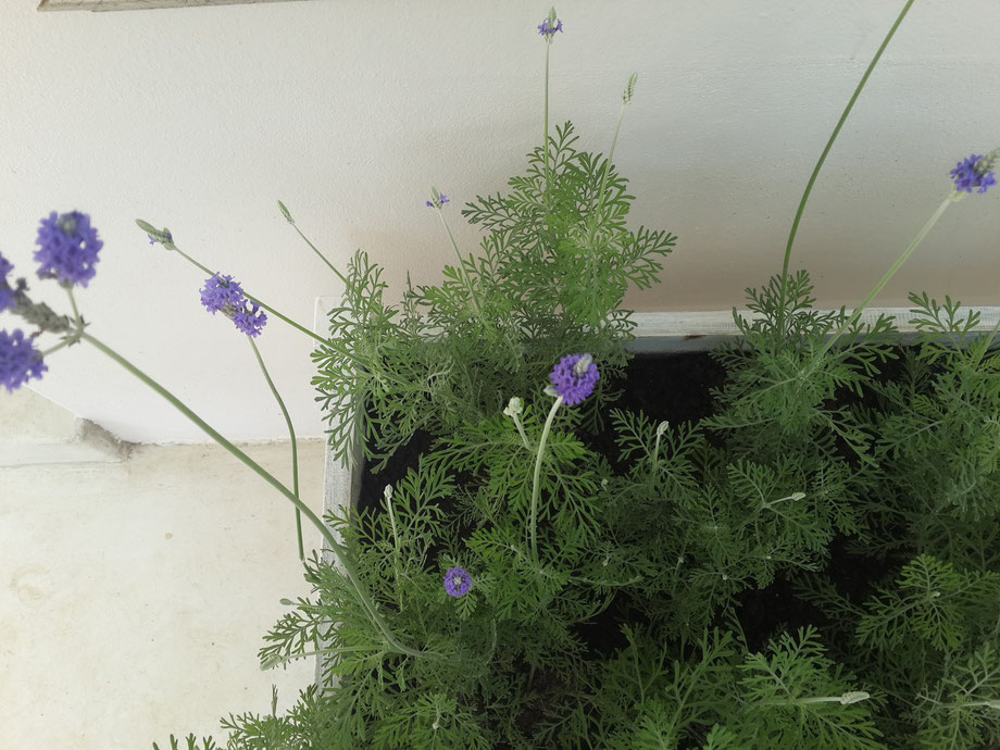 Lavender Dentata Green