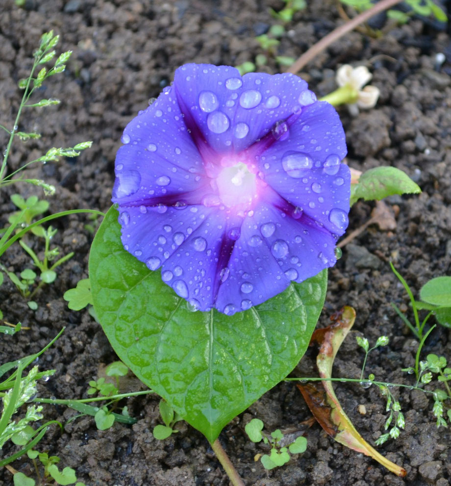 Morning Glory